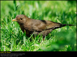 Blackbird (Solsort / Turdus merula)