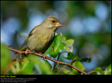 Greenfinch (Grønirisk / Carduelis chloris)