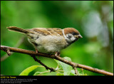 Tree Sparrow (Skovspurv / Passer montanus)