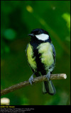 Great Tit (Musvit / Parus major)