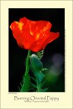 Burning Oriental Poppy