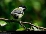 Great Tit (Musvit / Parus major)