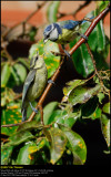 Blue tit (Blåmejse / Cyanistes caeruleus)