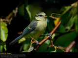 Blue tit (Blåmejse / Cyanistes caeruleus)
