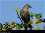 Starling (Stær / Sturnus vulgaris)