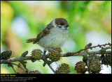 Tree Sparrow (Skovspurv / Passer montanus)