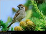 Tree Sparrow (Skovspurv / Passer montanus)