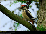 Great Spotted Woodpecker (Stor Flagspætte / Dendrocopos major)