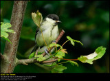 Great Tit (Musvit / Parus major)