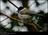 Marsh tit (Sumpmejse / Poecile palustris)