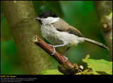 Marsh tit (Sumpmejse / Poecile palustris)