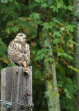 Red tailed Hawk 2           