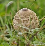 Parasol Mushroom - Macrolepiota procera - Lépiote élevée ou Coulemelle