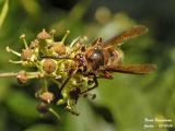 EUROPEAN HORNET