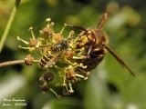 EUROPEAN HORNET and WASP