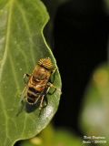 ERISTALINUS TAENIOPS