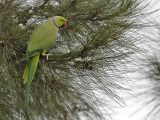 ROSE-RINGED PARAKEET male