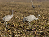 Common Cranes-adult and young