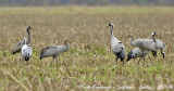 Common Cranes family