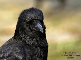 CARRION-CROW