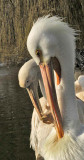 Pelicans preening