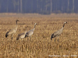 Common Cranes  family