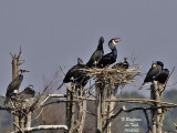 GREAT CORMORANT at roost