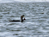 GREAT CORMORANT with crab