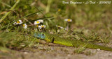 GREEN LIZARD male - Lacerta viridis - Lézard vert