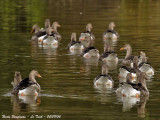 GREYLAG GEESE