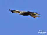 RED-KITE