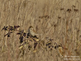 COMMON-REED-BUNTING