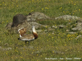 Great Bustard male