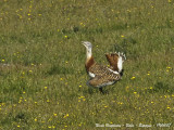 Great Bustard male