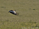 Great Bustard male