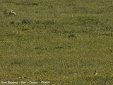 Great and Little Bustards