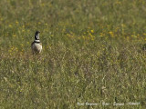 Little Bustard