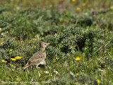 Crested Lark