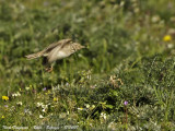 Crested Lark