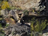 Griffon Vulture arriving at nest