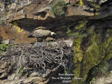 Griffon Vulture at nest, waiting for its mate