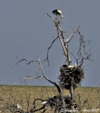 White stork at nest