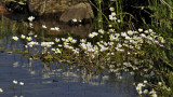 White aquatic flowers