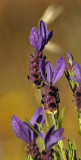 Purple wild flowers