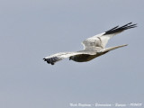 MONTAGUS HARRIER male