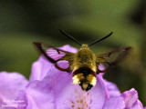 BROAD-BORDERED BEE HAWK-MOTH