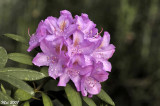Family Ericaceae - Rhododendrons