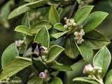 BUFF-TAILED BUMBLE BEE