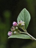 Pink flowers and buds