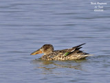 NORTHERN-SHOVELER